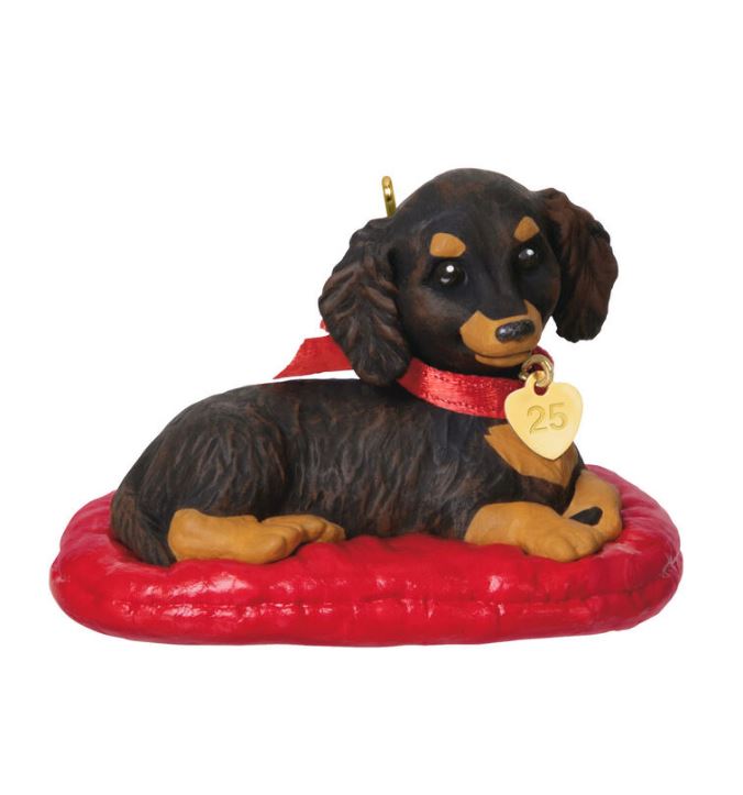 2025 Long Haired Dachshund - Puppy Love 35th