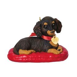 2025 Long Haired Dachshund - Puppy Love 35th